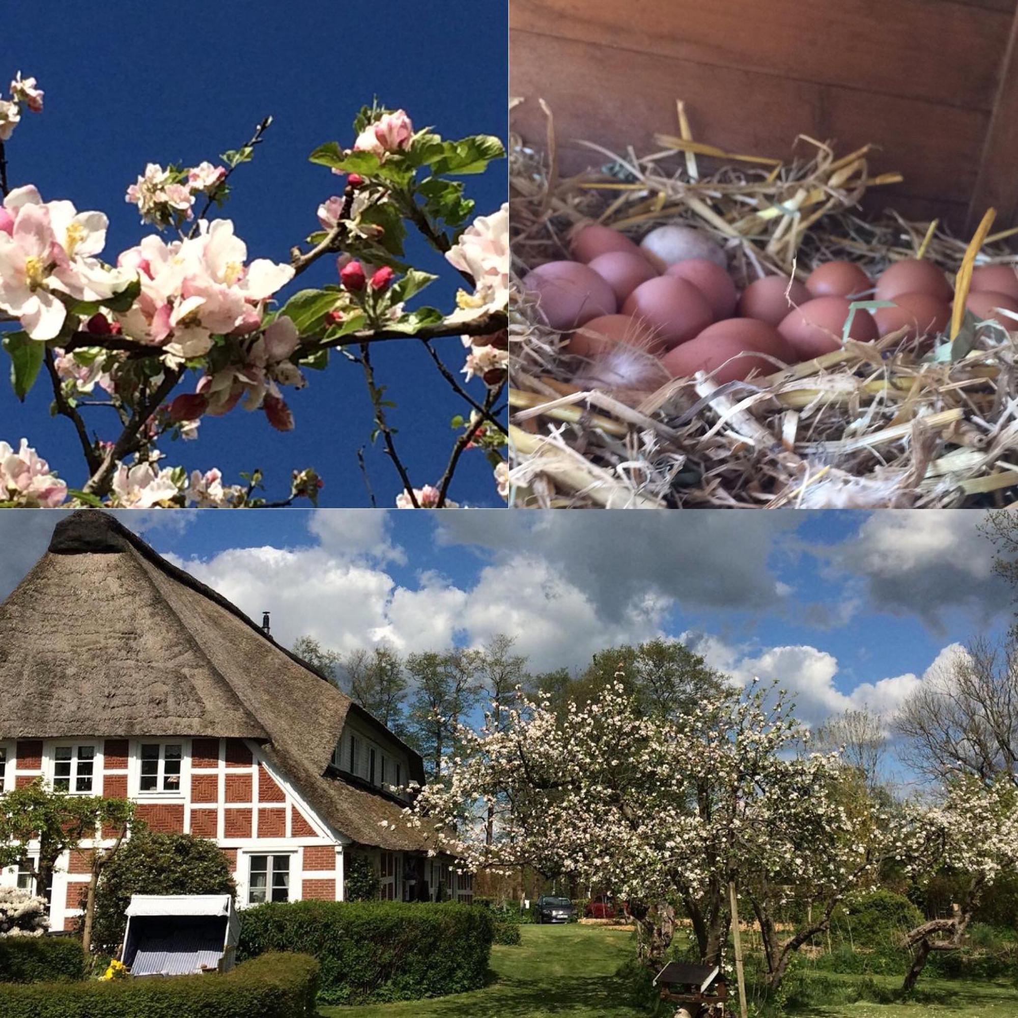 Altes Landhaus Oste, Klavier Appartement, 2 Zimmer Mit Kamin Hemmoor Εξωτερικό φωτογραφία